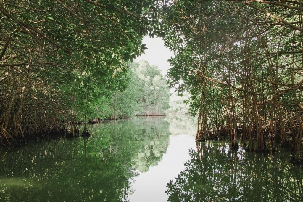 lush green forest